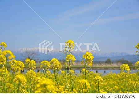 福島潟の青空と満開の菜の花(新潟県新潟市) 福島潟の青空と満開の菜の花(新潟県新潟市) 142836876