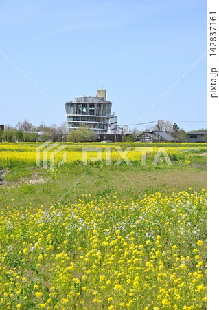 福島潟を彩る菜の花とビュー福島潟(新潟県新潟市) 福島潟を彩る菜の花とビュー福島潟(新潟県新潟市) 142837161