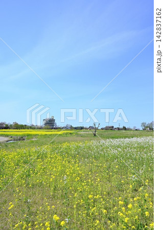 福島潟を彩る菜の花とビュー福島潟(新潟県新潟市) 福島潟を彩る菜の花とビュー福島潟(新潟県新潟市) 142837162
