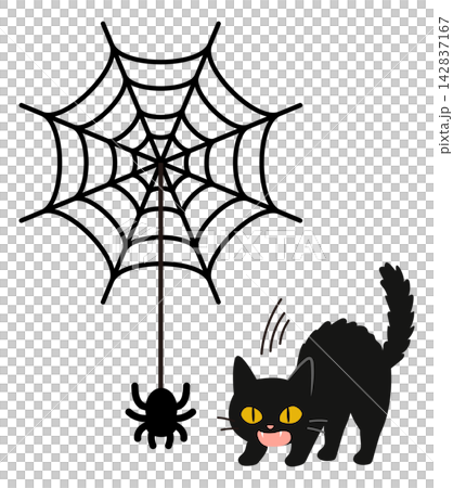 An illustration of a cute black cat being startled and threatening a spider hanging from a spiderweb. An illustration of a cute black cat being startled and threatening a spider hanging from a spiderweb. 142837167