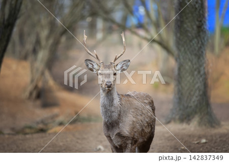 Young stag deer standing gracefully in a tranquil forest setting, soft natural light highlighting its delicate features and warm earthy tones Young stag deer standing gracefully in a tranquil forest setting, soft natural light highlighting its delicate features and warm earthy tones 142837349