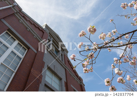 【大阪造幣局】重要文化財・造幣博物館の赤レンガ建築に映える八重桜「大提灯」(2026年4月撮影) 【大阪造幣局】重要文化財・造幣博物館の赤レンガ建築に映える八重桜「大提灯」(2026年4月撮影) 142837704
