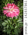 Dahlia flower with the blurred green background. 142837861