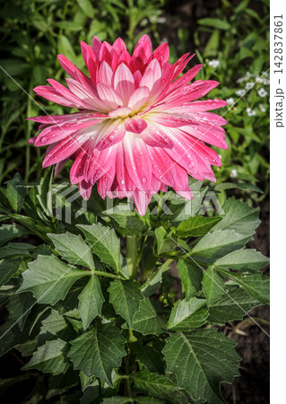 Dahlia flower with the blurred green background. 142837861