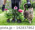 Woman with a cat and dahlias in the garden. 142837862