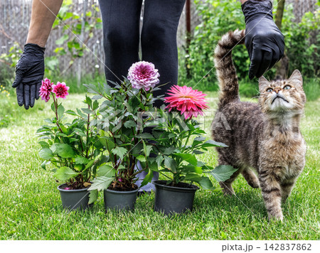 Woman with a cat and dahlias in the garden. 142837862