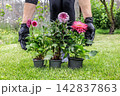 Woman and dahlias in flower pots in the garden. 142837863