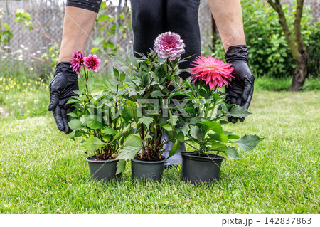 Woman and dahlias in flower pots in the garden. Woman and dahlias in flower pots in the garden. 142837863
