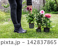 Woman and dahlias in flower pots in the garden. 142837865