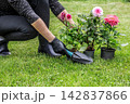 Woman with dahlias and garden tools. 142837866