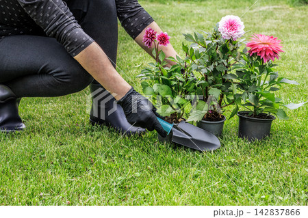 Woman with dahlias and garden tools. 142837866