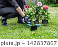 Woman with dahlias and garden tools. 142837867