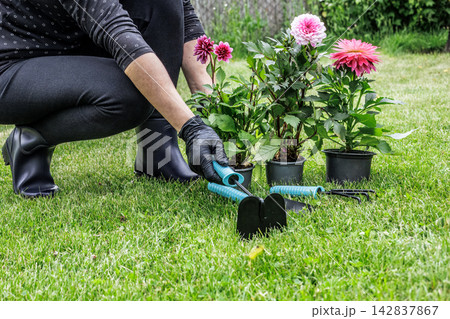 Woman with dahlias and garden tools. Woman with dahlias and garden tools. 142837867