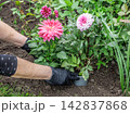 Gardener is planting dahlias on the garden bed. 142837868