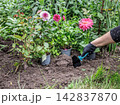 Gardener is planting dahlias on the garden bed. 142837870
