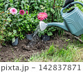 Gardener watering a spot in the flowerbed to plant a flower. 142837871