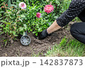 Gardener is planting a dahlia on the garden bed. 142837873