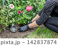 Gardener is planting dahlias on the garden bed. 142837874