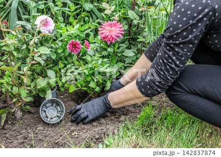 Gardener is planting dahlias on the garden bed. 142837874