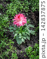 Dahlia flower growing on the flower bed. 142837875