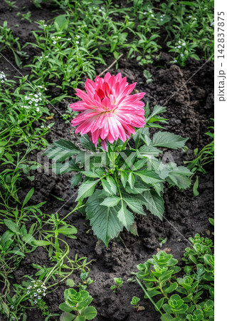 Dahlia flower growing on the flower bed. 142837875