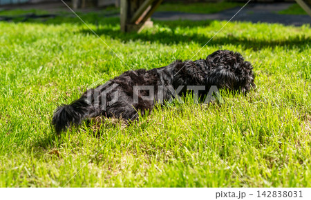 Black fluffy dog lying on green grass in sunny backyard. Happy puppy resting on summer lawn. Pet care and outdoor relaxation concept. Animal friendship and leisure. Black fluffy dog lying on green grass in sunny backyard. Happy puppy resting on summer lawn. Pet care and outdoor relaxation concept. Animal friendship and leisure. 142838031