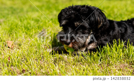 Black fluffy dog lying on green grass with apple in mouth. Cute pet playing outdoors in summer park. Happy puppy on lawn. Dog care and active leisure concept, healthy feeding Black fluffy dog lying on green grass with apple in mouth. Cute pet playing outdoors in summer park. Happy puppy on lawn. Dog care and active leisure concept, healthy feeding 142838032