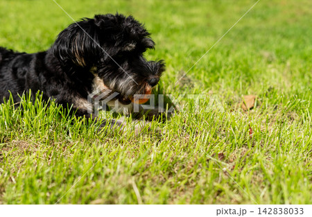 Small black dog lying on green grass and chewing red apple. Playful puppy enjoying sunny day in garden. Pet care and outdoor activity concept Small black dog lying on green grass and chewing red apple. Playful puppy enjoying sunny day in garden. Pet care and outdoor activity concept 142838033