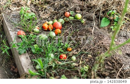 Ripe and unripe tomatoes fallen on the ground in vegetable garden bed. Harvest loss and crop damage after storm. Organic farming, agriculture and gardening concept for food waste theme. Ripe and unripe tomatoes fallen on the ground in vegetable garden bed. Harvest loss and crop damage after storm. Organic farming, agriculture and gardening concept for food waste theme. 142838049