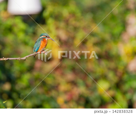 Common or eurasian or river Kingfisher bird on a small branch, Cudrefin, Switzerland 142838328