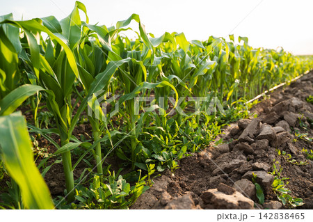 Young corn field growing under golden sunlight representing agriculture, growth, and sustainable farming Young corn field growing under golden sunlight representing agriculture, growth, and sustainable farming 142838465