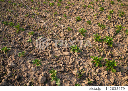 Young potato plants growing in brown soil, developing in agricultural farm field creating patterns of seedlings Young potato plants growing in brown soil, developing in agricultural farm field creating patterns of seedlings 142838479