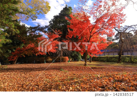 京都御所(京都市中京区)朔平門近辺の見事な紅葉 京都御所(京都市中京区)朔平門近辺の見事な紅葉 142838517