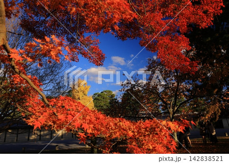 京都御所（京都市中京区）清所門近辺の見事な紅葉 142838521