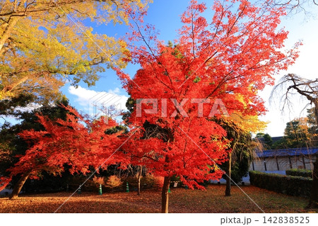 京都御所(京都市中京区)朔平門近辺の見事な紅葉 京都御所(京都市中京区)朔平門近辺の見事な紅葉 142838525