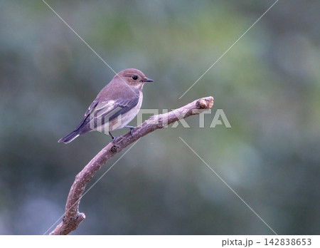 Female european pied flycatcher, ficedula hypoleuca, on a branch, Switzerland Female european pied flycatcher, ficedula hypoleuca, on a branch, Switzerland 142838653