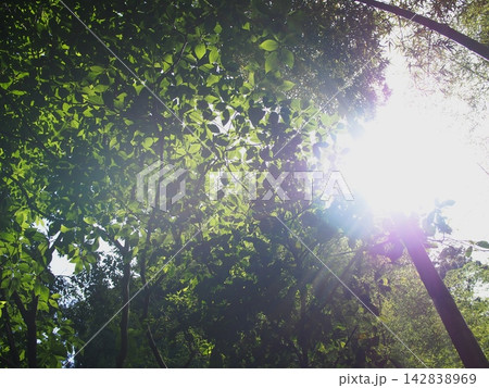 深い森の青葉の隙間から眩しく降り注ぐ太陽光と木漏れ日の風景 深い森の青葉の隙間から眩しく降り注ぐ太陽光と木漏れ日の風景 142838969