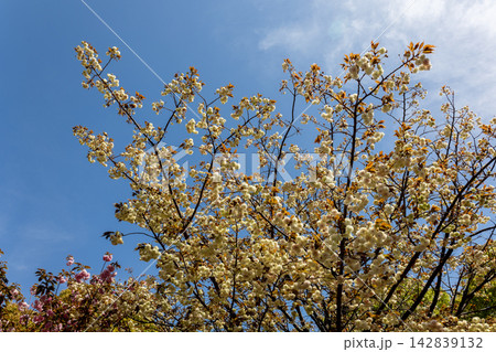 快晴の春空に咲き誇る幻の黄緑色の八重桜「園里黄桜」 快晴の春空に咲き誇る幻の黄緑色の八重桜「園里黄桜」 142839132