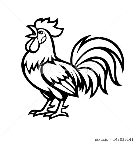 Aggressive Rooster Cock Fighting Bird Vector Illustration 142839141