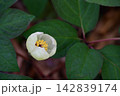 春の山野草 ヤマシャクヤク 142839174