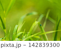 Natural summer photo with green long leaves of cereal grass on one of which colorful bug with body of shiny emerald, blue, green shade rose to top. Background is blurred, illuminated yellow sunlight 142839300