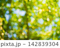 A blurred yellow-green background of tree foliage illuminated by warm yellow sunlight on a summer day in a park or forest. A blank template for graphics or advertising. Bokeh effect 142839304