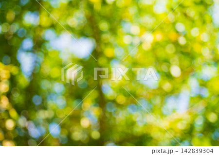 A blurred yellow-green background of tree foliage illuminated by warm yellow sunlight on a summer day in a park or forest. A blank template for graphics or advertising. Bokeh effect 142839304