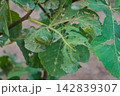 Partially eaten by the larvae of insect pests, twisted green leaves of a fig tree on the branches close-up. A living example of damage and deterioration of crops and crops. 142839307