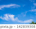 An amazingly beautiful view of the blue sky with blurring white clouds due to powerful upper currents of air masses and wind. The tops of crowns of green trees visible. Natural wallpaper, background 142839308