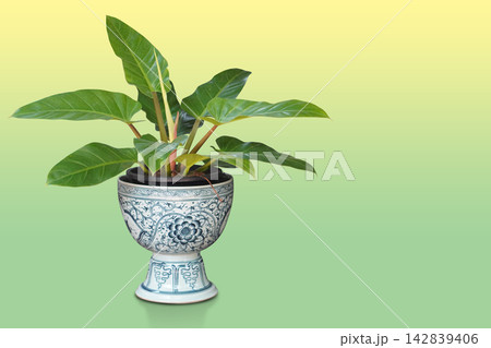 front view green leaves plant in black pot on white and green ceramic pot on white and green ceramic stand on gradient yellow and green background, nature, decor, fashion, copy space 142839406