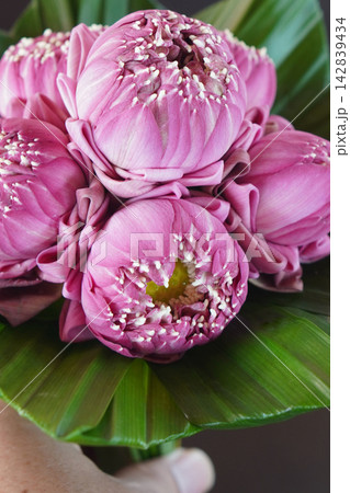 closeup pink six lotus flowers bouquet on pandan leaves on grey and black color background, religion, nature, buddha, ancient, copy space closeup pink six lotus flowers bouquet on pandan leaves on grey and black color background, religion, nature, buddha, ancient, copy space 142839434