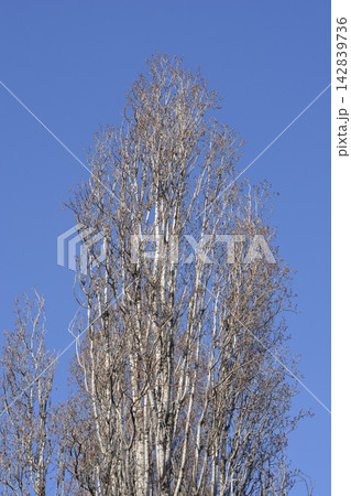 Lombardy poplar Lombardy poplar 142839736