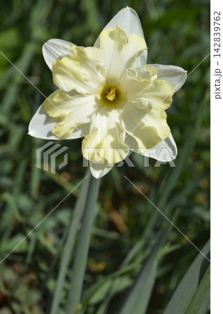 White and Yellow Split Cup Narcissus Cassata 142839762