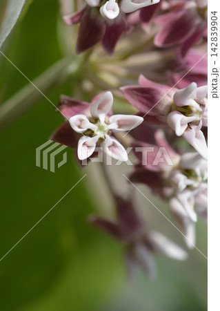 Common Milkweed Flowers Common Milkweed Flowers 142839904